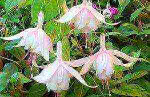 fuchsia best varieties