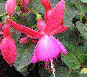 pinakamahusay na pagkakaiba-iba ng fuchsia