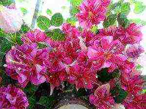 fuchsia best varieties