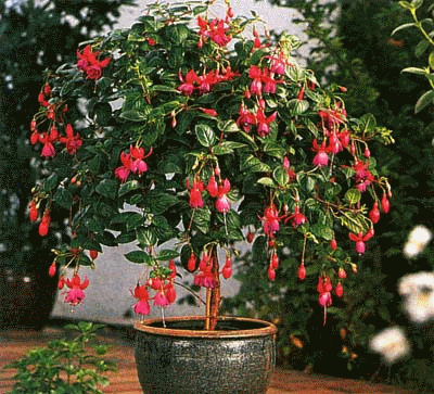 fuchsia best varieties