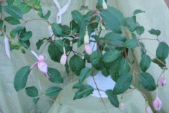 fuchsia best varieties