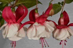 fuchsia best varieties