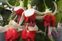 fuchsia best varieties