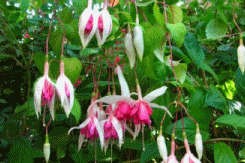 fuchsia best varieties