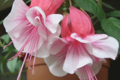 fuchsia best varieties