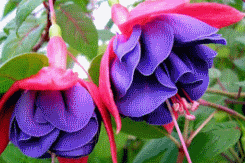 fuchsia best varieties