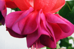 fuchsia best varieties