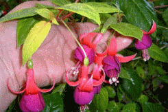 fuchsia best varieties