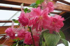 fuchsia best varieties