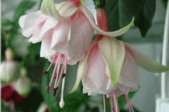 fuchsia best varieties