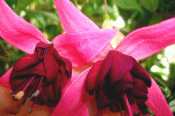 fuchsia best varieties