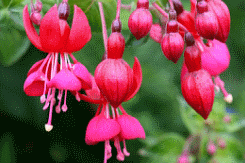 pinakamahusay na pagkakaiba-iba ng fuchsia