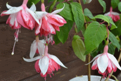 fuchsia best varieties