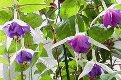 fuchsia best varieties