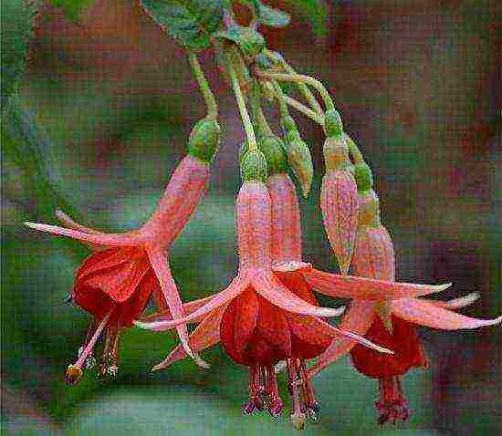 fuchsia best varieties