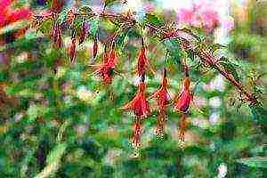 fuchsia best varieties