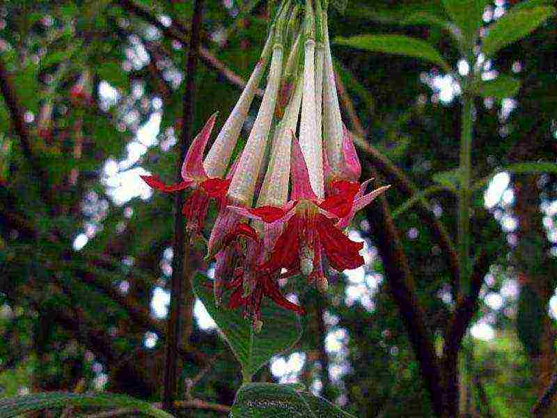 pinakamahusay na pagkakaiba-iba ng fuchsia