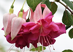 fuchsia best varieties