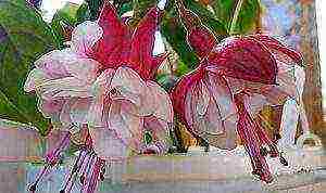 fuchsia best varieties