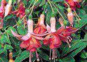 fuchsia best varieties