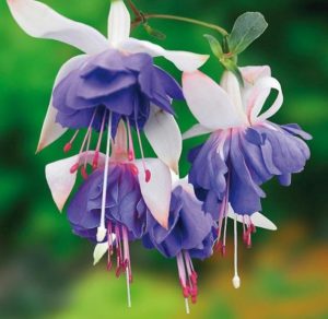 fuchsia best varieties