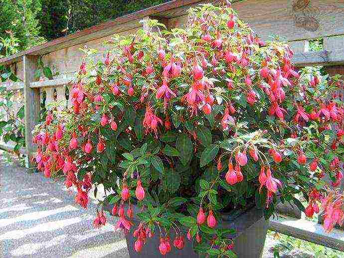 fuchsia best varieties