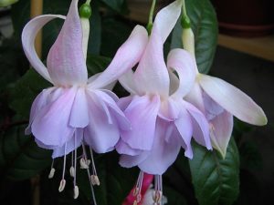 fuchsia best varieties