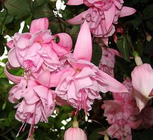 fuchsia best varieties