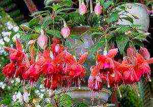 fuchsia best varieties