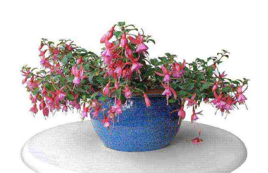 fuchsia best varieties