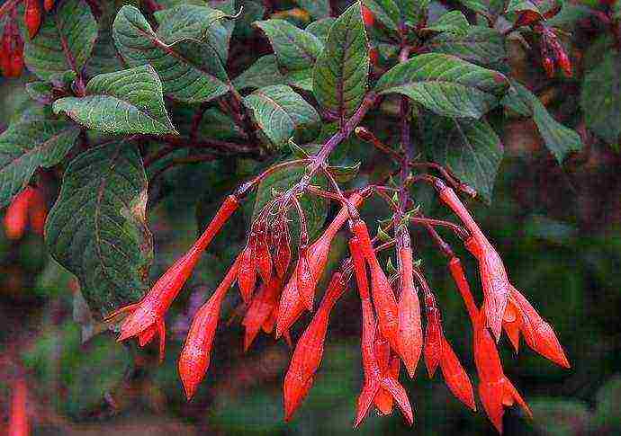 fuchsia best varieties