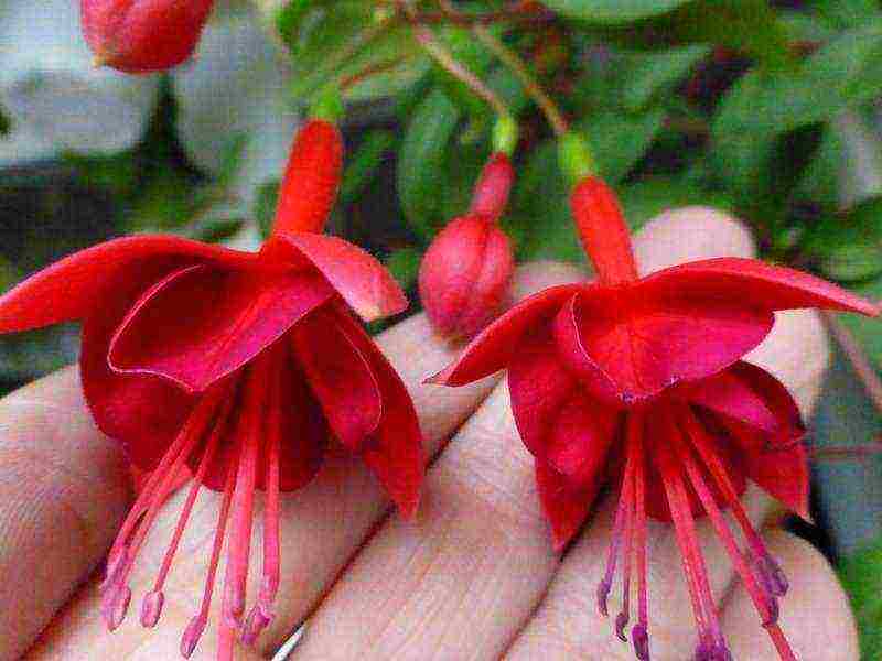 fuchsia best varieties