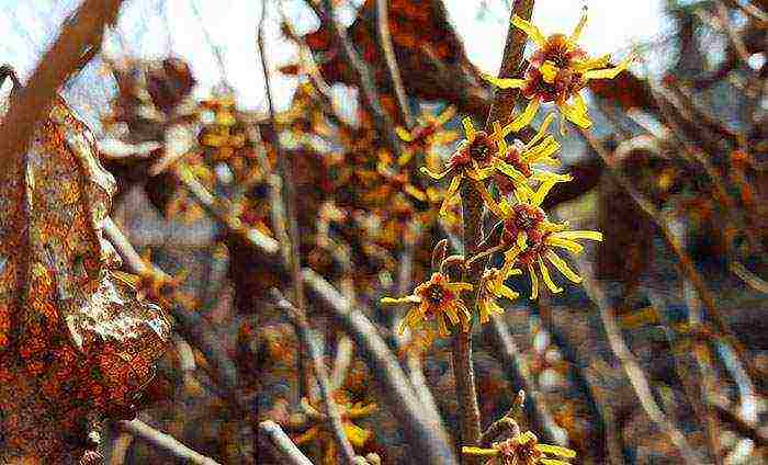 spring witch hazel sandra planting and care in the open field