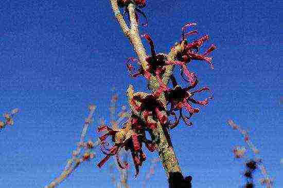 spring witch hazel sandra na pagtatanim at pangangalaga sa bukas na bukid