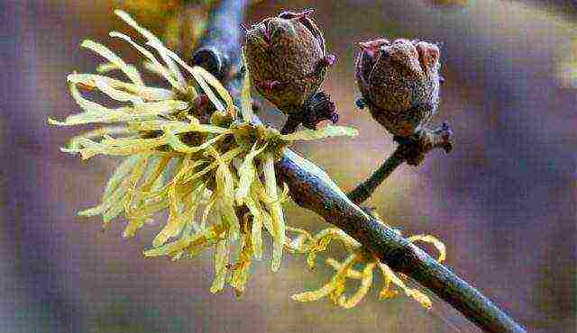 spring witch hazel sandra na pagtatanim at pangangalaga sa bukas na bukid