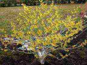 spring witch hazel sandra planting and care in the open field