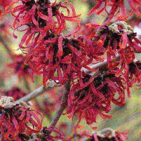 spring witch hazel sandra planting and care in the open field