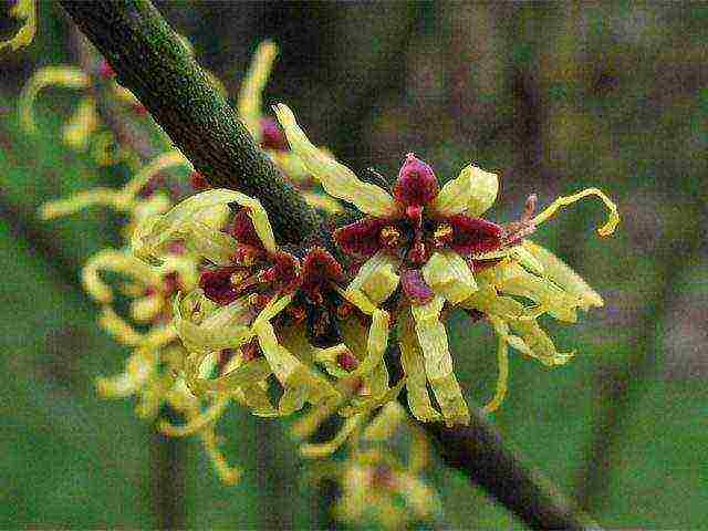 spring witch hazel sandra na pagtatanim at pangangalaga sa bukas na bukid