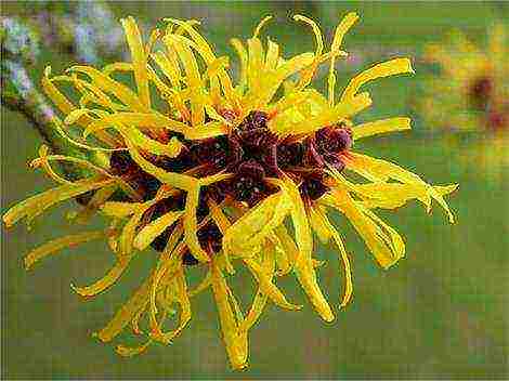 spring witch hazel sandra planting and care in the open field