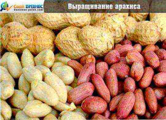 where peanuts are grown on an industrial scale in russia