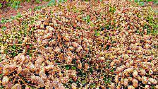 where peanuts are grown on an industrial scale in russia