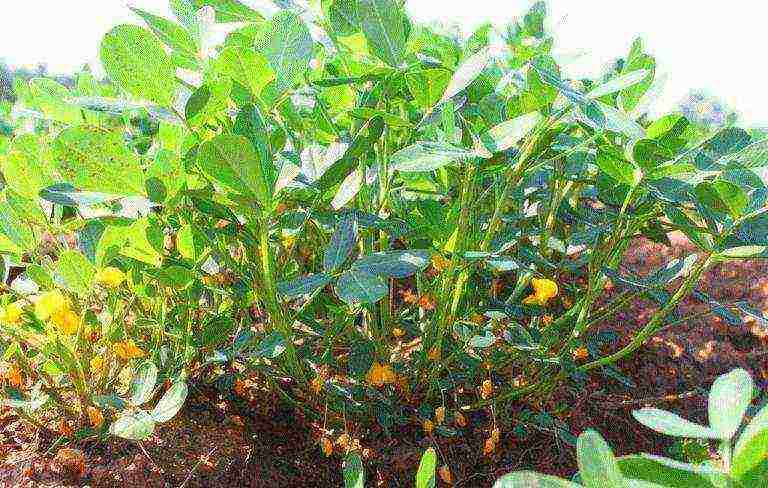 where peanuts are grown on an industrial scale in russia