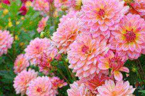 dahlia the best varieties