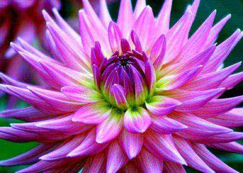 dahlia the best varieties