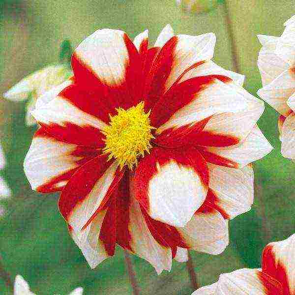 dahlia the best varieties