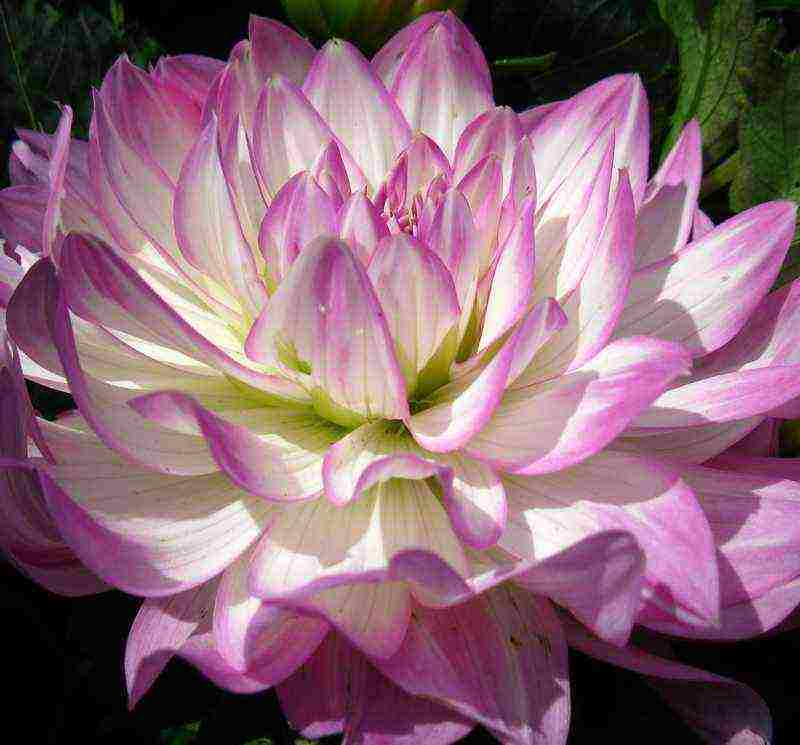 dahlia the best varieties