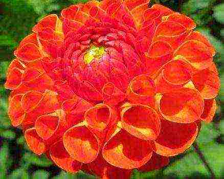 dahlia the best varieties