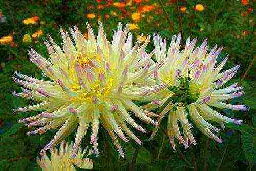 dahlia the best varieties