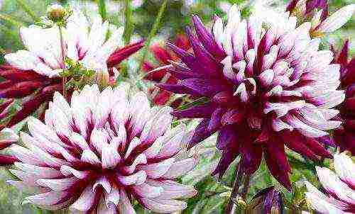 dahlia the best varieties