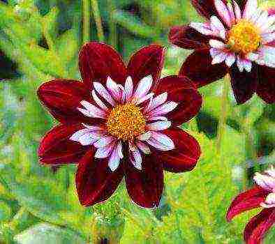 dahlia the best varieties